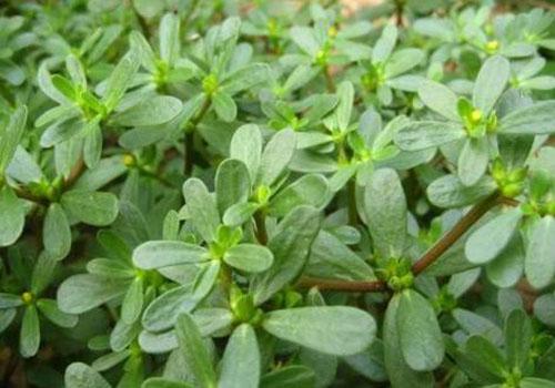 马齿苋怎么治痔疮 怎么治痔疮最快有简单