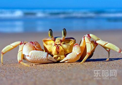 吃螃蟹拉肚子怎么回事,吃螃蟹为什么会拉肚子