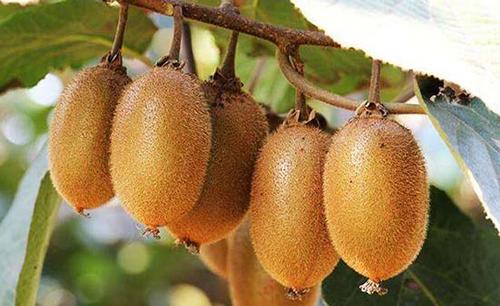 猕猴桃一天吃几个最好