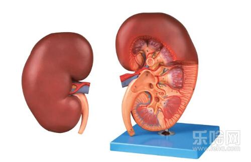 肾积水严重吗能治好吗,肾积水严重吗怎么治疗