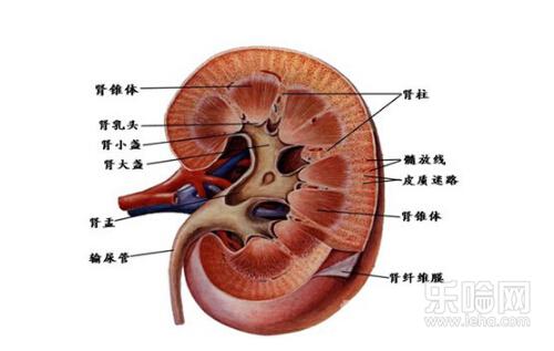 肾积水严重吗能治好吗,肾积水严重吗怎么治疗