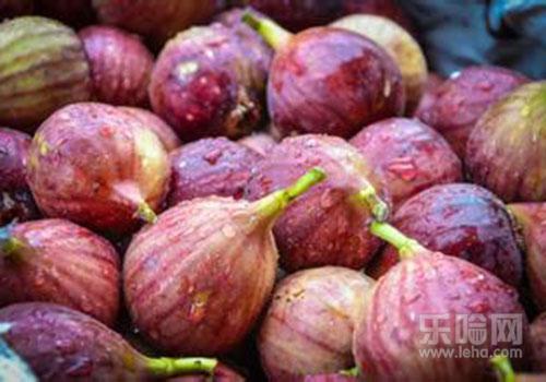 无花果过敏症状,吃无花果过敏的症状-乐哈健康