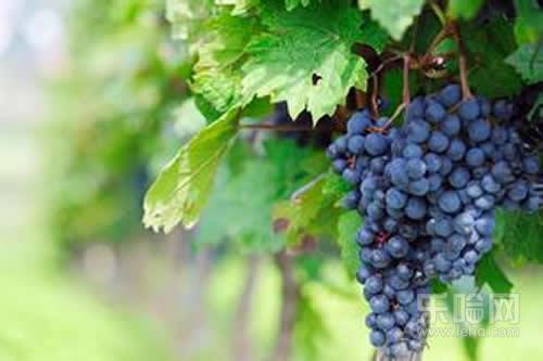 怀孕的时候吃什么孩子眼睛大,怀孕吃什么宝宝