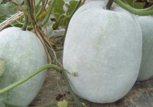 冬瓜皮上的白霜能吃吗,冬瓜白霜有什么功效-乐
