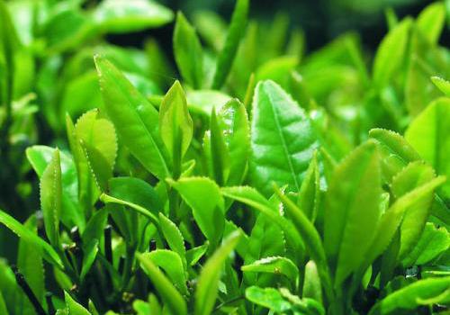 高血脂喝什么茶好,高血脂患者喝什么茶