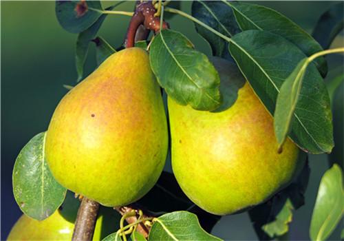 咽炎吃什么好的快,治咽炎的偏方太神了