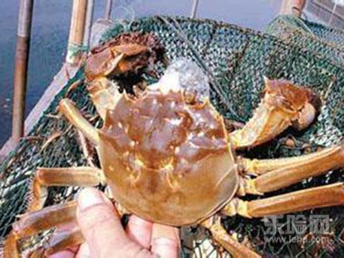 大闸蟹公的好还是母的好,大闸蟹母的好还是公