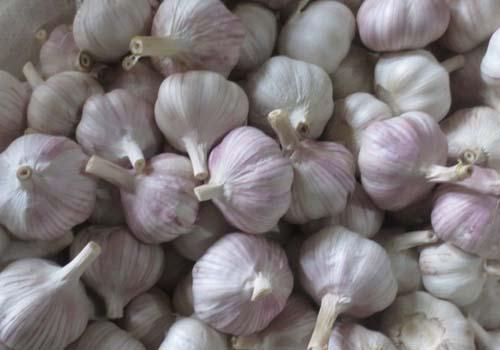 大蒜祛斑需要多久,大蒜祛斑可以怎么用-乐哈健