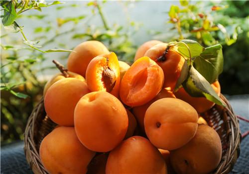 杏子怎么吃最好