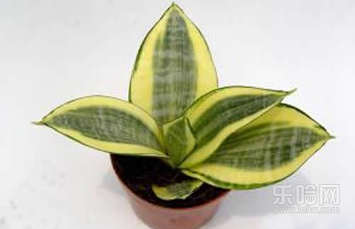 新房放什么植物去甲醛,室内养什么植物除甲醛