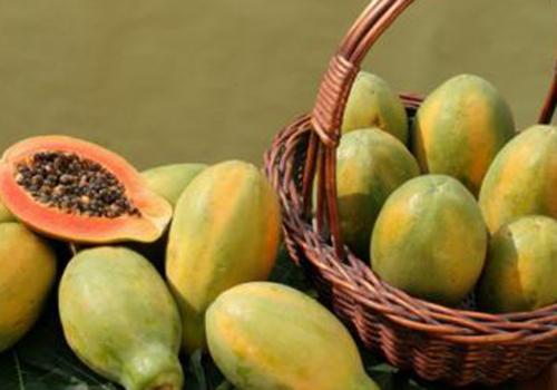 番木瓜有什么作用 番木瓜的适用人群与禁忌人