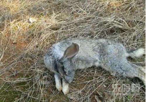 吃兔肉有什么禁忌,吃兔子肉禁忌-乐哈健康网