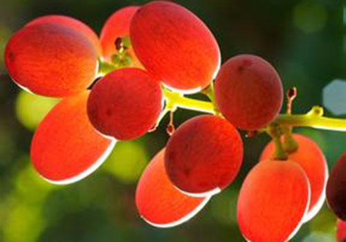 红提是凉性还是热性,红提子是凉性还是热性-乐