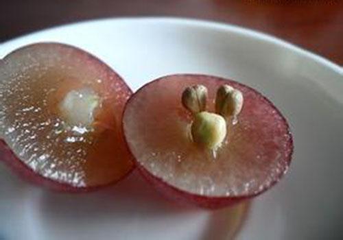 红提子的籽能吃吗,红提籽可以吃吗,红提籽可以