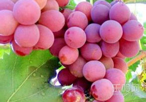 吃红提会长胖吗,吃红提子会胖吗-乐哈健康网