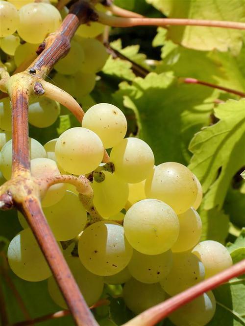 虾不能和什么水果一起吃,吃完虾多久可以吃水果