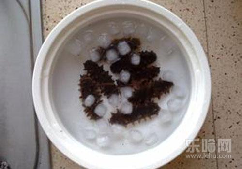 海参怎么泡发最好,海参如何泡发-乐哈健康网