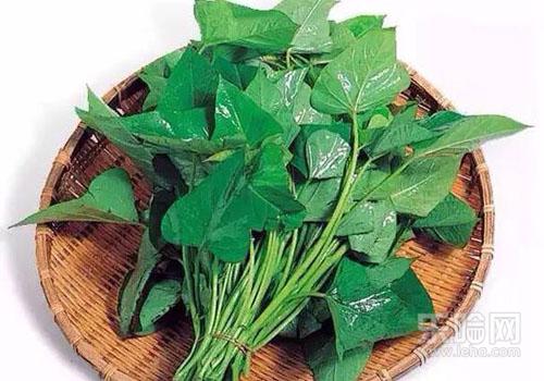 吃红薯叶能减肥吗,吃红薯叶可以减肥吗-乐哈健