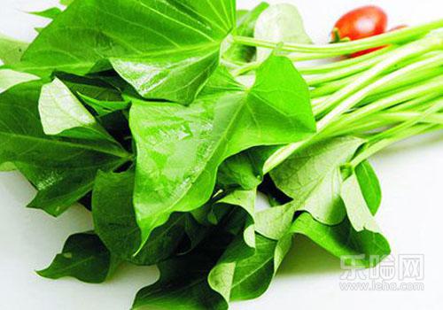 吃红薯叶能减肥吗,吃红薯叶可以减肥吗-乐哈健