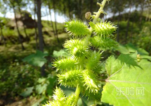 流鼻涕怎么办速效办法,流鼻涕如何快速止住-乐