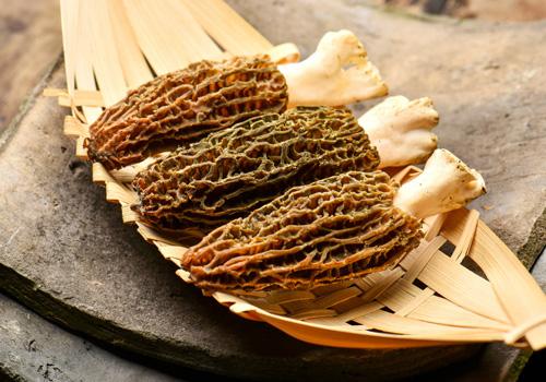 羊肚菌的功效与作用