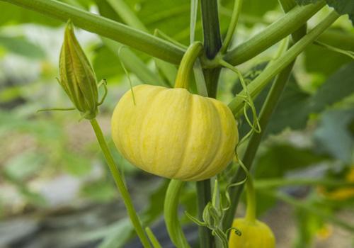 南瓜藤的功效与作用