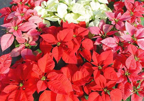 一品红到底有没有毒