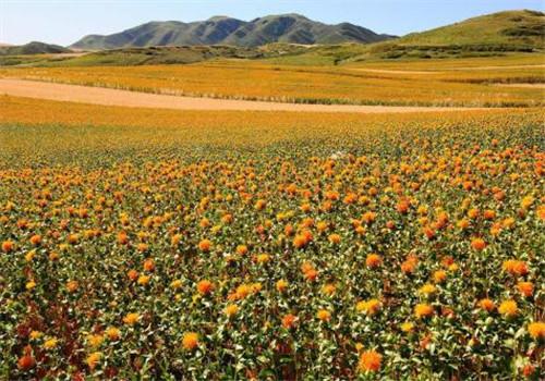 红花籽油的功效与作用