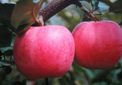 晚上睡觉前吃苹果好不好 苹果居然要这样吃才