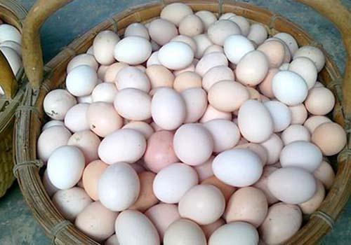鸡蛋皮的功效与作用