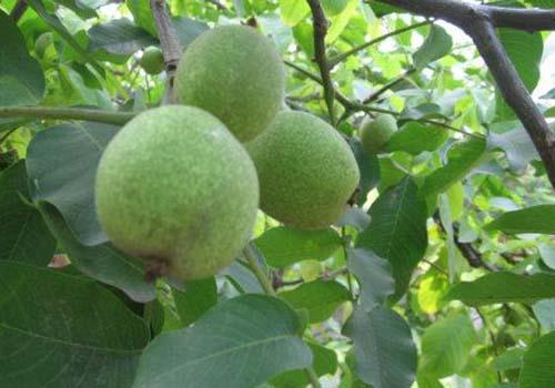 核桃叶的功效与作用