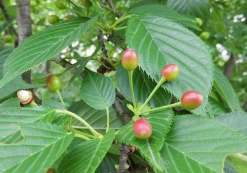 核桃叶的功效与作用