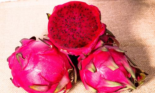 火龙果分公母吗