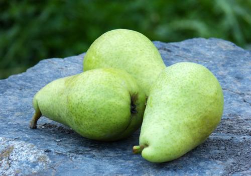 梨子晚上吃会发胖吗