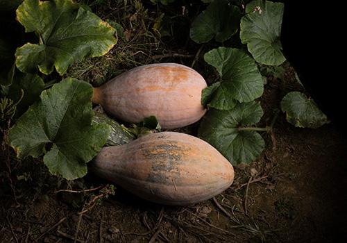 南瓜晚上可以吃吗,晚餐吃南瓜可以减肥吗