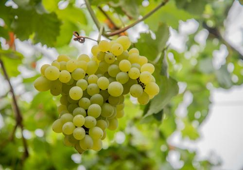 葡萄晚上吃会发胖吗