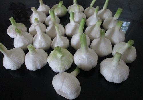 大蒜洗头能去头螨吗,用大蒜去头螨怎么去-乐哈