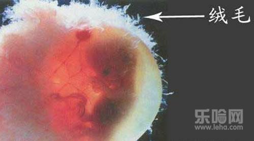 哪些东西可以做亲子鉴定,亲子鉴定需要什么样