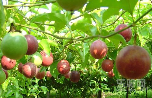 熟,鸡蛋果熟了是什么样的,鸡蛋果怎样才算熟-乐