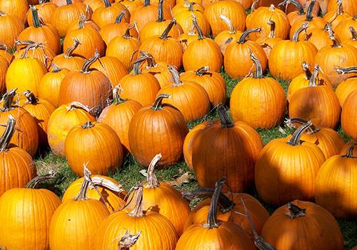 南瓜的热量是多少,蒸南瓜很甜热量很高吗