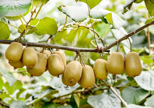 猕猴桃吃了会过敏吗