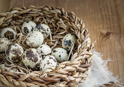 鹌鹑蛋可以天天吃吗