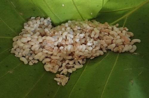 糙米饭用电饭锅怎么做