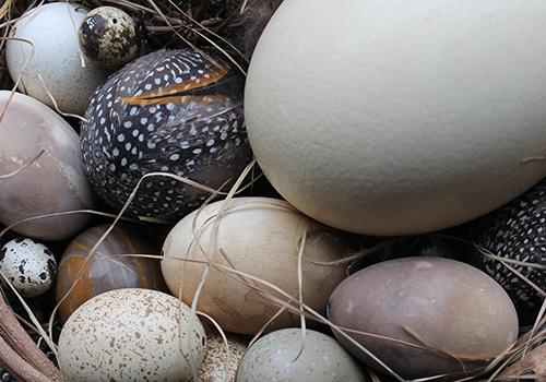鸽子蛋和鸡蛋哪个好