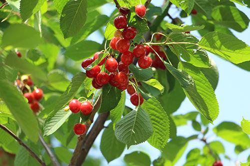 樱桃如何长期保存