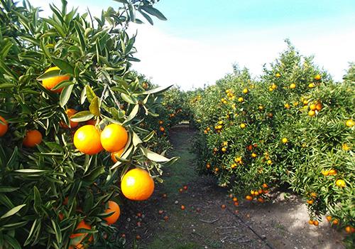 橘子可以放多久