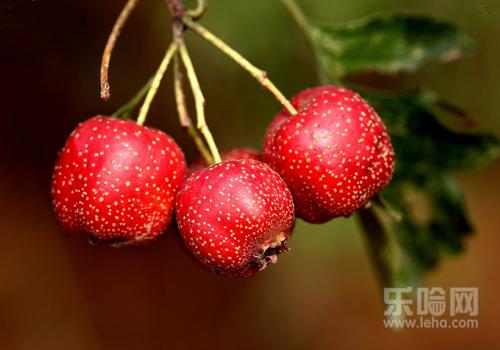 吃山楂片会发胖吗,山楂片吃了会胖吗-乐哈健康