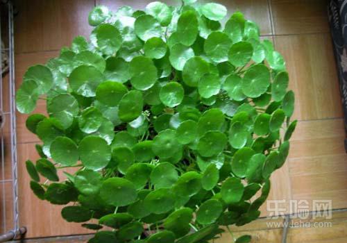 带状疱疹民间土方治疗,带状疱疹的土方法-乐哈