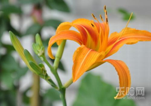 新鲜黄花菜有毒吗,鲜黄花菜含有什么毒素-乐哈