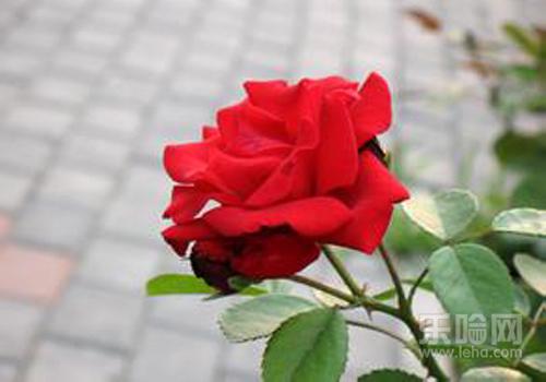 红花对孕妇有影响吗,红花对孕妇有什么影响,红